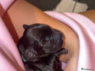 Cockapoo dogs Beautiful litter of cockapoos - Advert 5