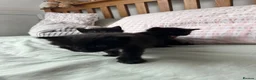 Mixed Breed cats for sale: Ragdoll cross Ready to go  - Advert 5