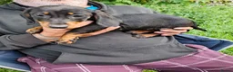 Miniature Dachshund dogs for sale: 4 dachshund puppies very cute  - Advert 8