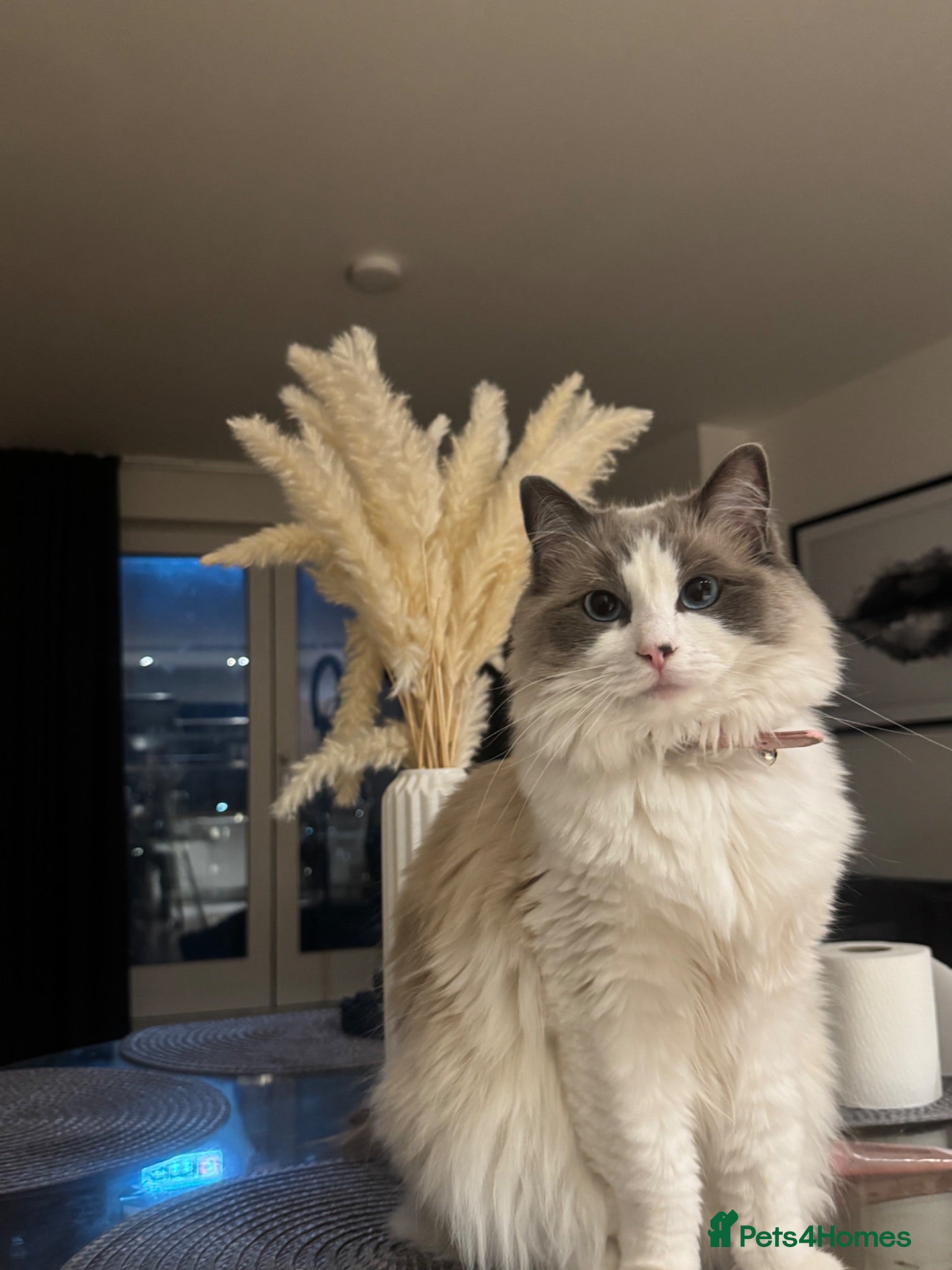 Ragdoll cats Kiki the ragdoll - Advert 1