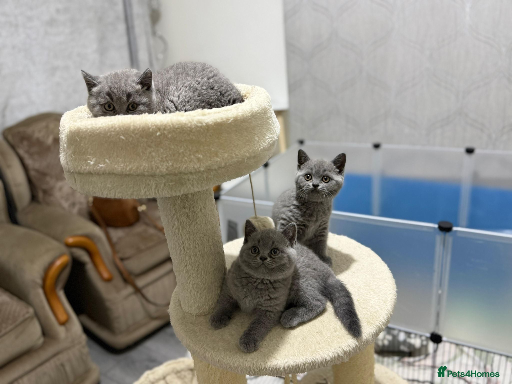British Shorthair cats  3 blue Britishshorthair kittens girls for sale  - Advert 12
