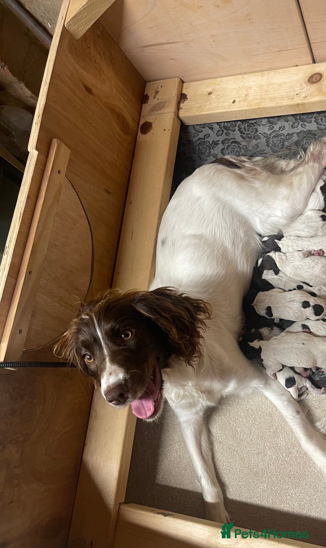 Mixed Breed dogs for sale: English springer spaniel X wire-haired pointer pup - Image 12