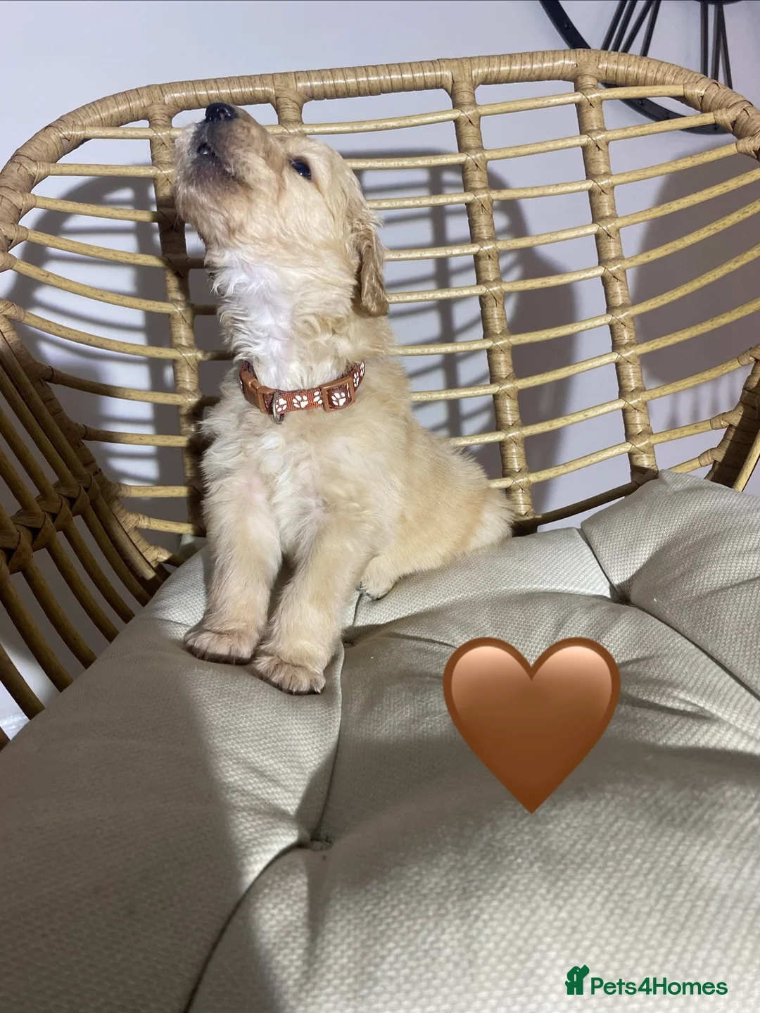 Goldendoodle dogs for sale: F1 Goldendoodles 🖤💛 - Advert 17