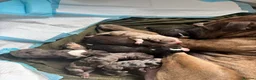 Mixed Breed dogs for sale: One of a kind mixed breed - Advert 21