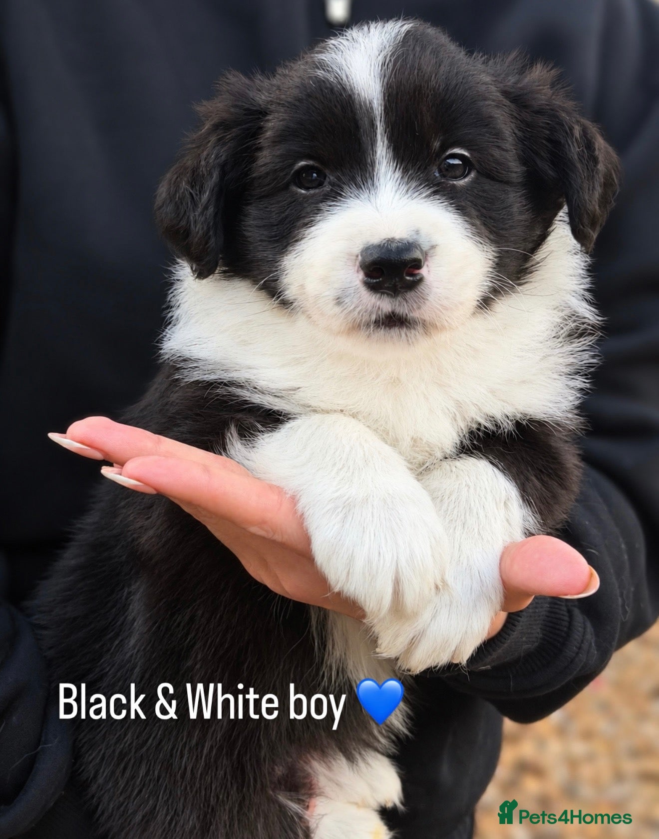 Border Collie dogs Beautiful Champion Line Puppies  - Advert 2