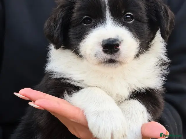 Border Collie dogs Beautiful Champion Line Puppies - Advert 2