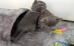 Russian Blue cats for sale: Russian Blue Kittens  - Advert 8
