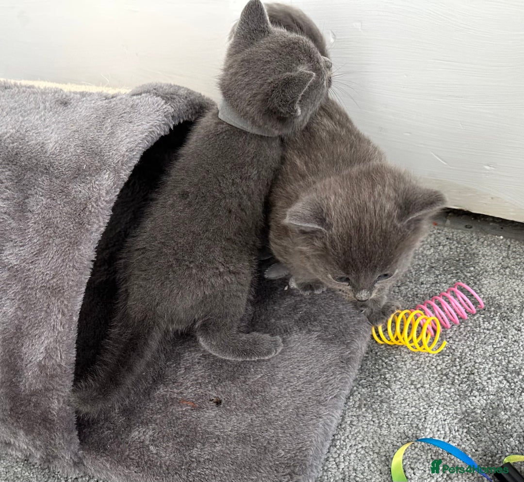 Russian Blue cats for sale: Russian Blue Kittens  - Advert 8