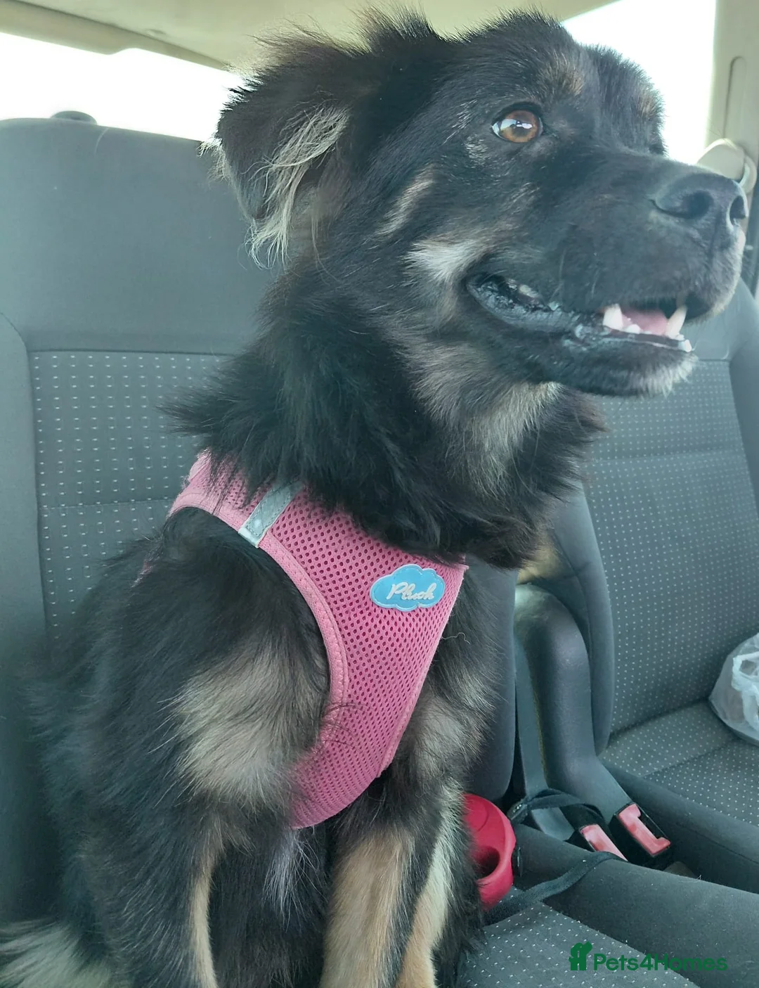 Mixed Breed dogs for adoption: ROBY, a superb puppy boy - for a Loving Home  - Advert 26