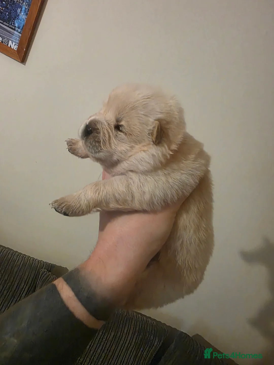 Chow Chow dogs for sale: Outstanding Chows- Home Raised, Beautiful Markings - Advert 2