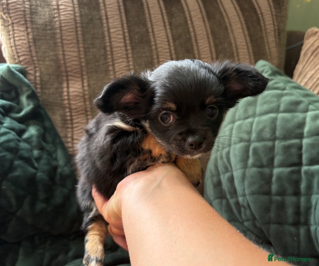 Chihuahua dogs for sale: Tiny Stunning Fluffy Chihuahua Puppy - Image 14