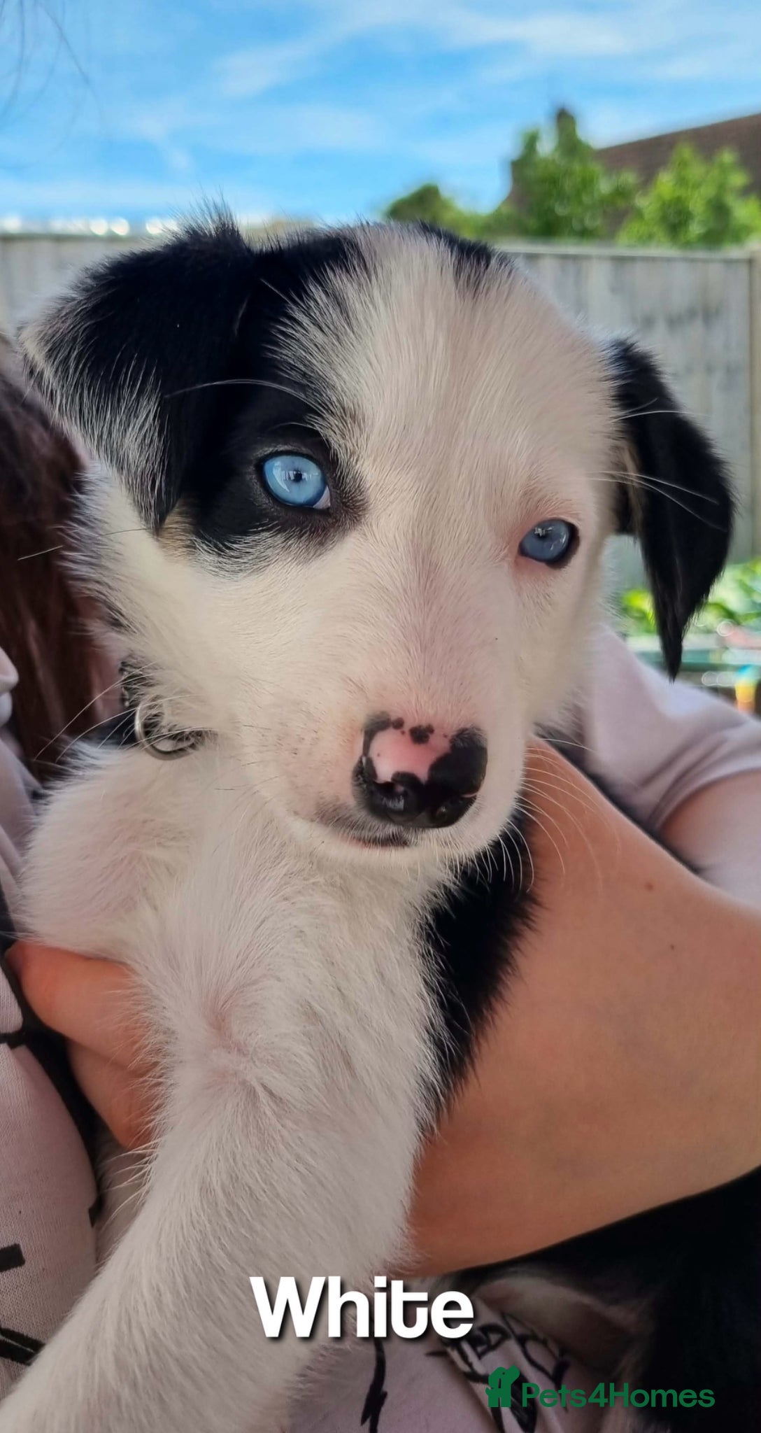 Border Collie dogs Litter of 6 beautiful male border collie puppies. - Advert 2