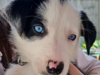 Border Collie dogs Litter of 6 beautiful male border collie puppies. - Advert 1