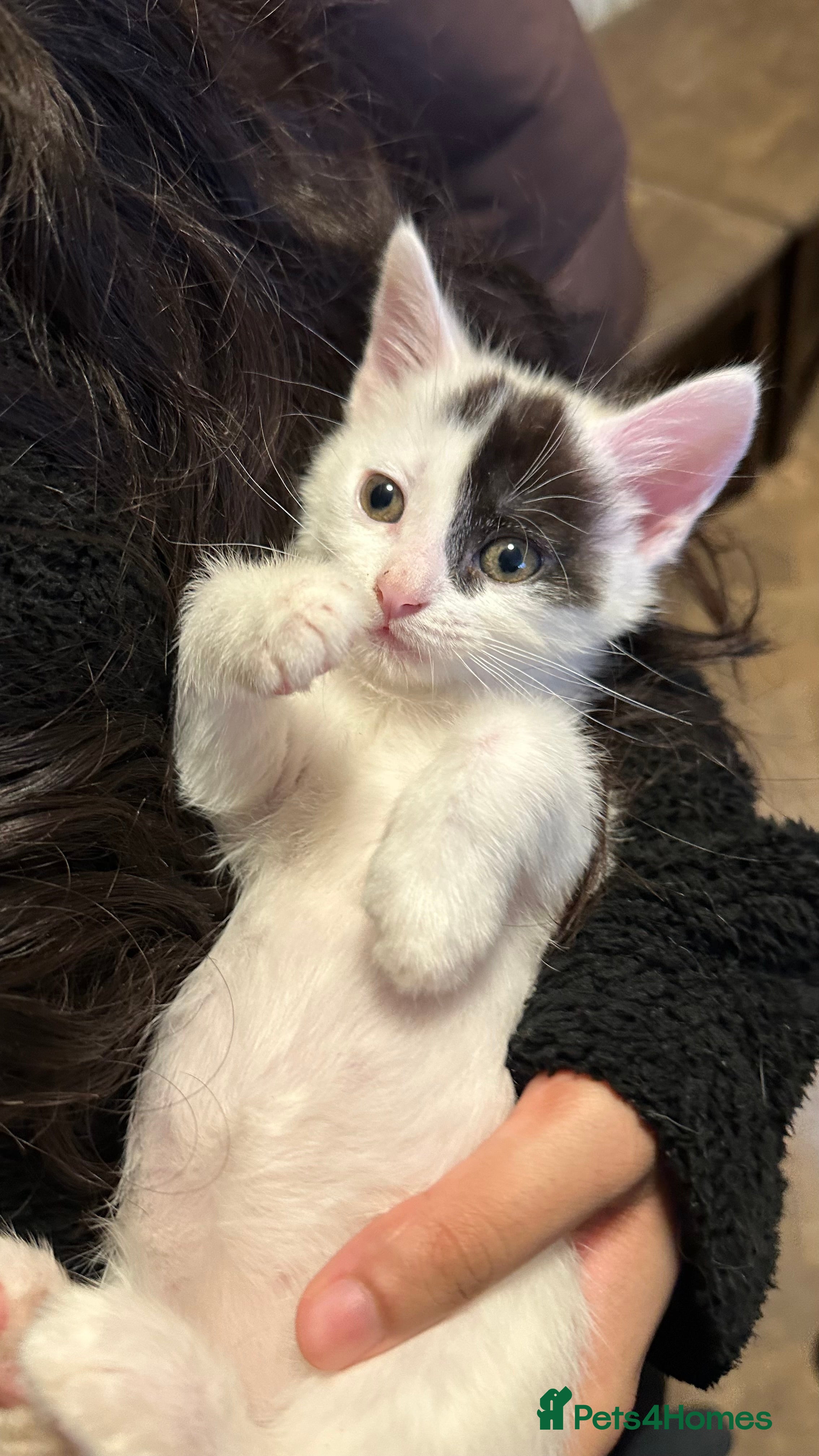 Mixed Breed cats Beautiful Mixed Breed Ragdoll x Long hair kittens - Advert 9