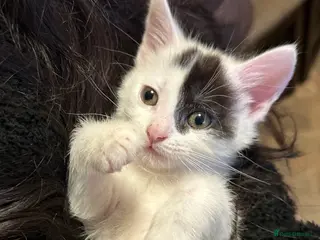 Mixed Breed cats Beautiful Mixed Breed Ragdoll x Long hair kittens - Advert 2