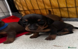 Miniature Dachshund dogs for sale: Miniature Dachshunds  - Image 16