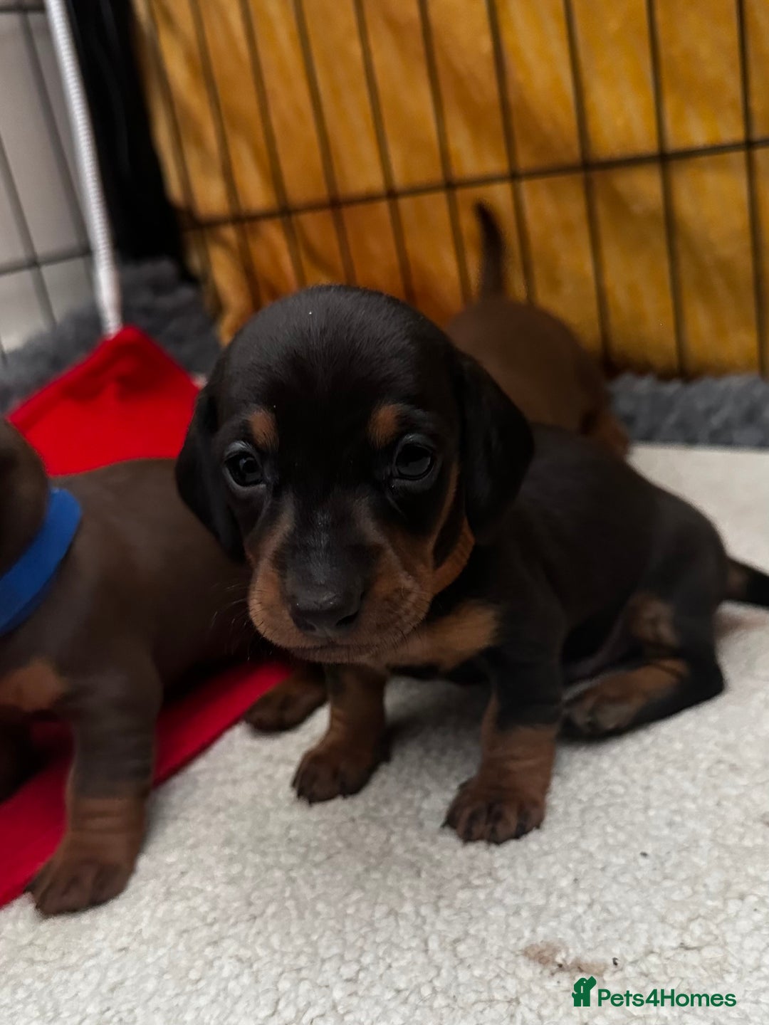 Miniature Dachshund dogs for sale: Miniature Dachshunds  - Image 16