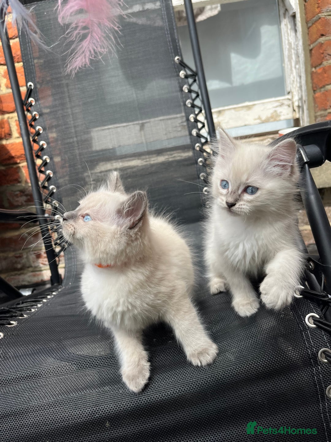 Ragdoll cats for sale: One blue point male ragdoll left  - Image 4