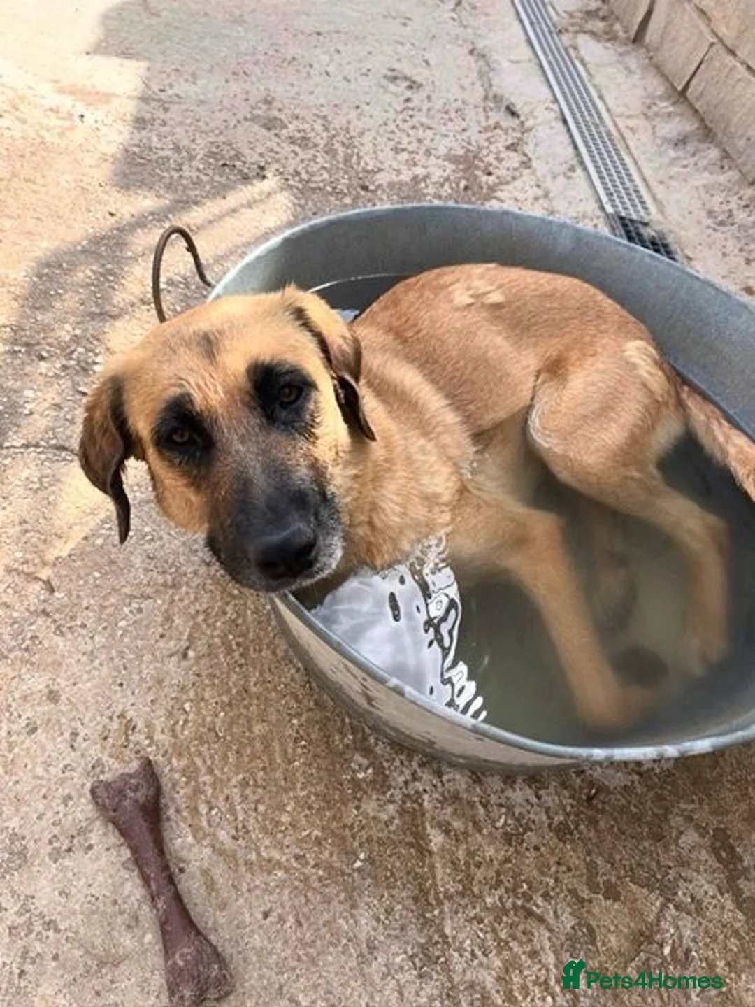 Mixed Breed dogs for adoption: 🐾 Meet Nita ❤️ - Advert 1