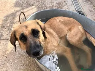 Mixed Breed dogs 🐾 Meet Nita ❤️ - Advert 5