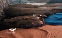 Cane Corso dogs for sale: 2 year old cane corso - Image 3