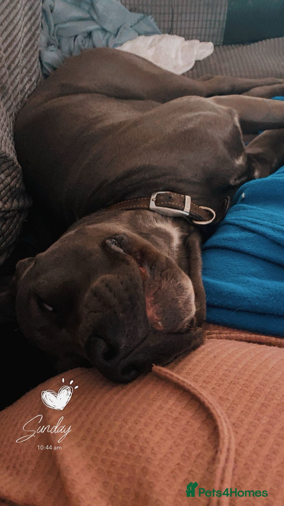 Cane Corso dogs for sale: 2 year old cane corso - Image 3