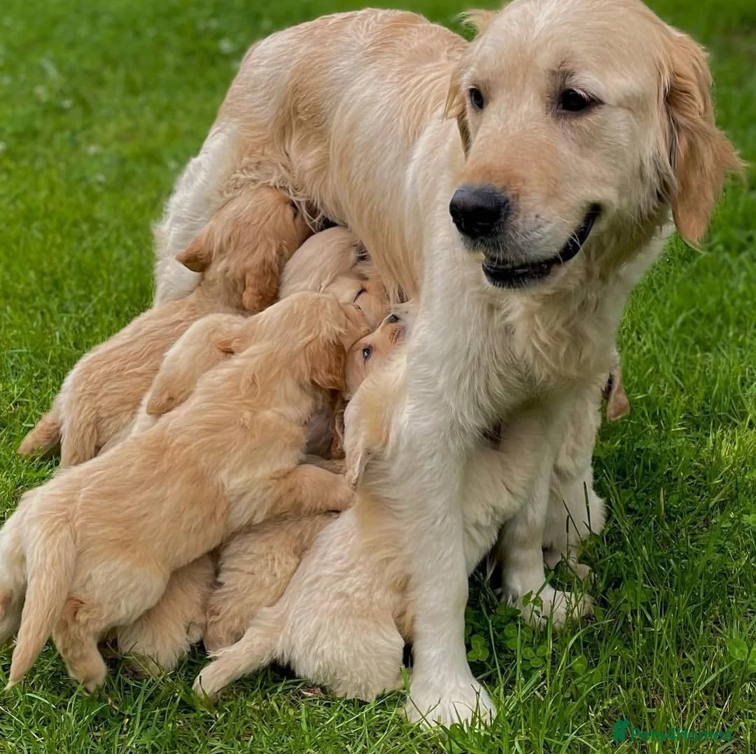 Golden Retriever dogs for sale: Golden retriever puppies - Advert 2