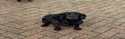 Cocker Spaniel dogs for sale: Beautiful show cocker spaniel  - Advert 2