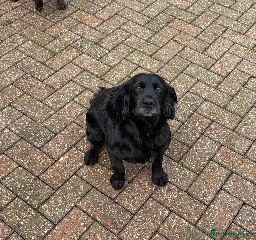 Cocker Spaniel dogs for sale: Beautiful show cocker spaniel  - Advert 2