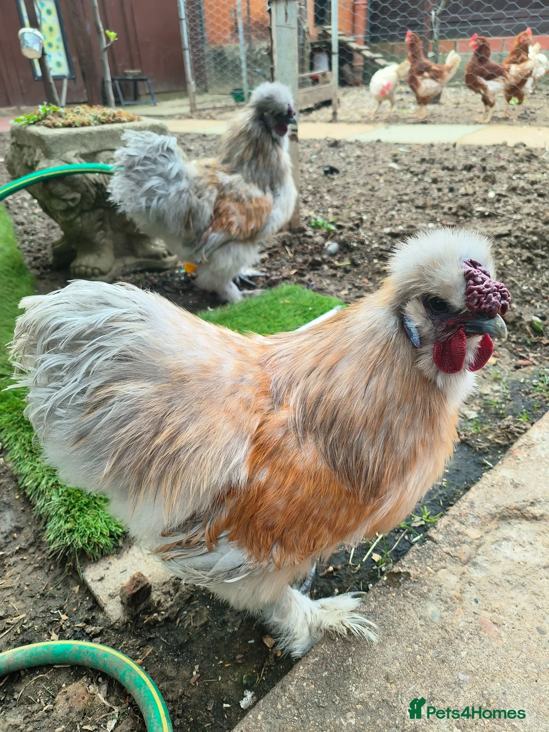 Chickens poultry for sale: Silki roosters - Advert 1