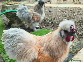 Chickens poultry Silki roosters - Advert 5