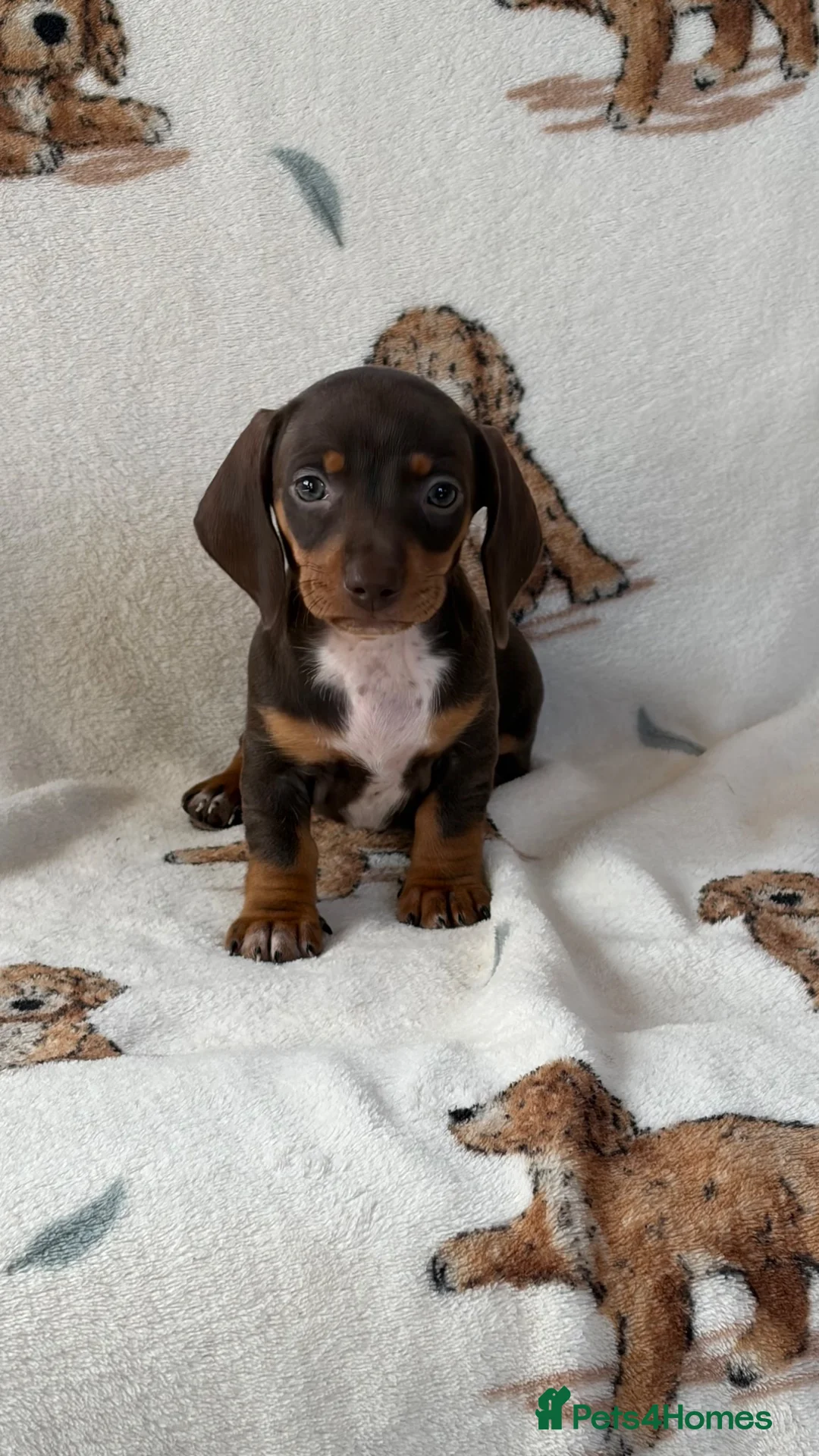 Dachshund dogs for sale: Dachshund puppies for sale  in Basildon - Advert 2