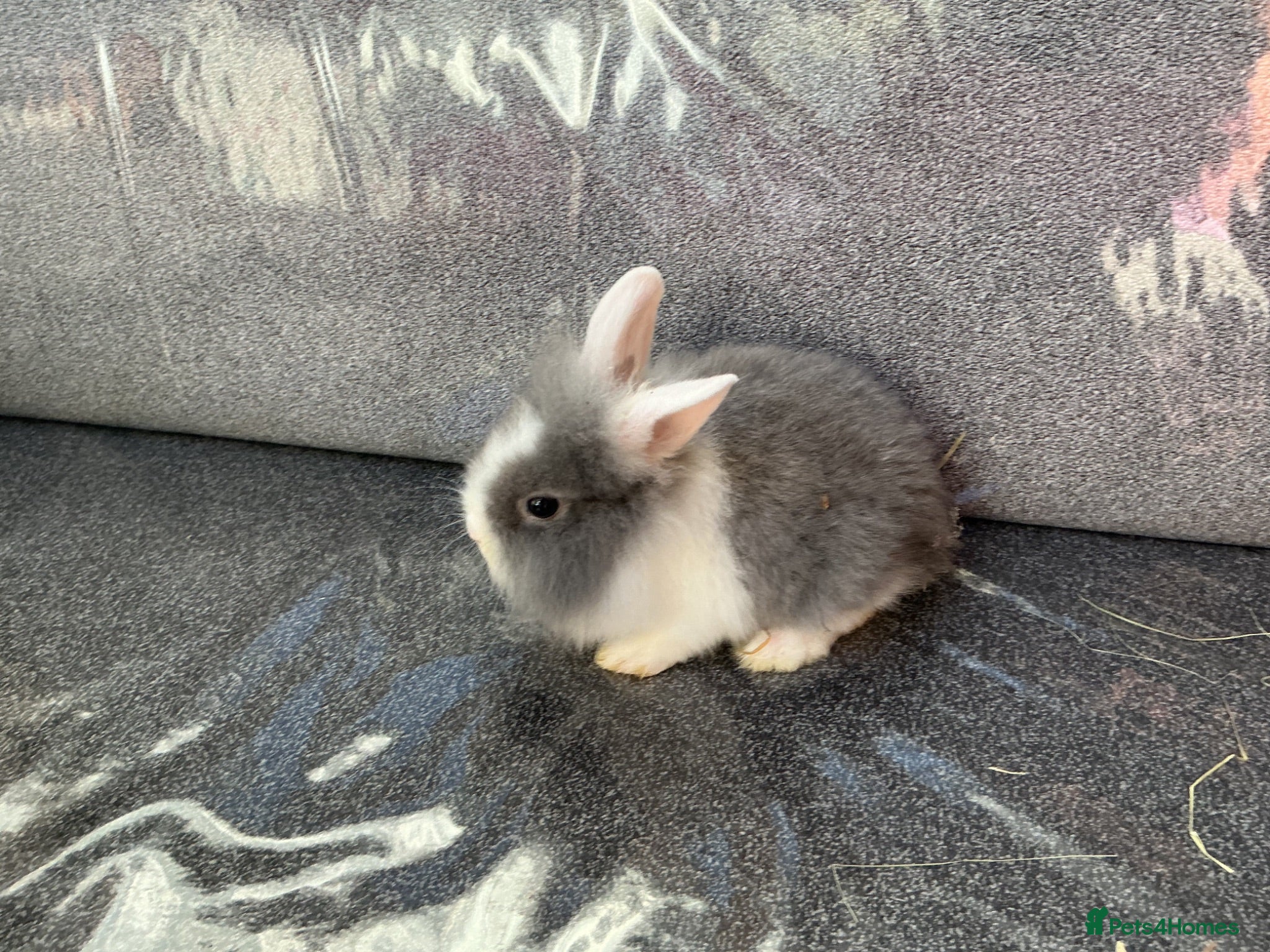 Lionhead rabbits Lionhead rabbit  - Advert 1