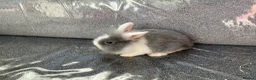 Lionhead rabbits for sale: Lionhead rabbit  in Tipton - Advert 1