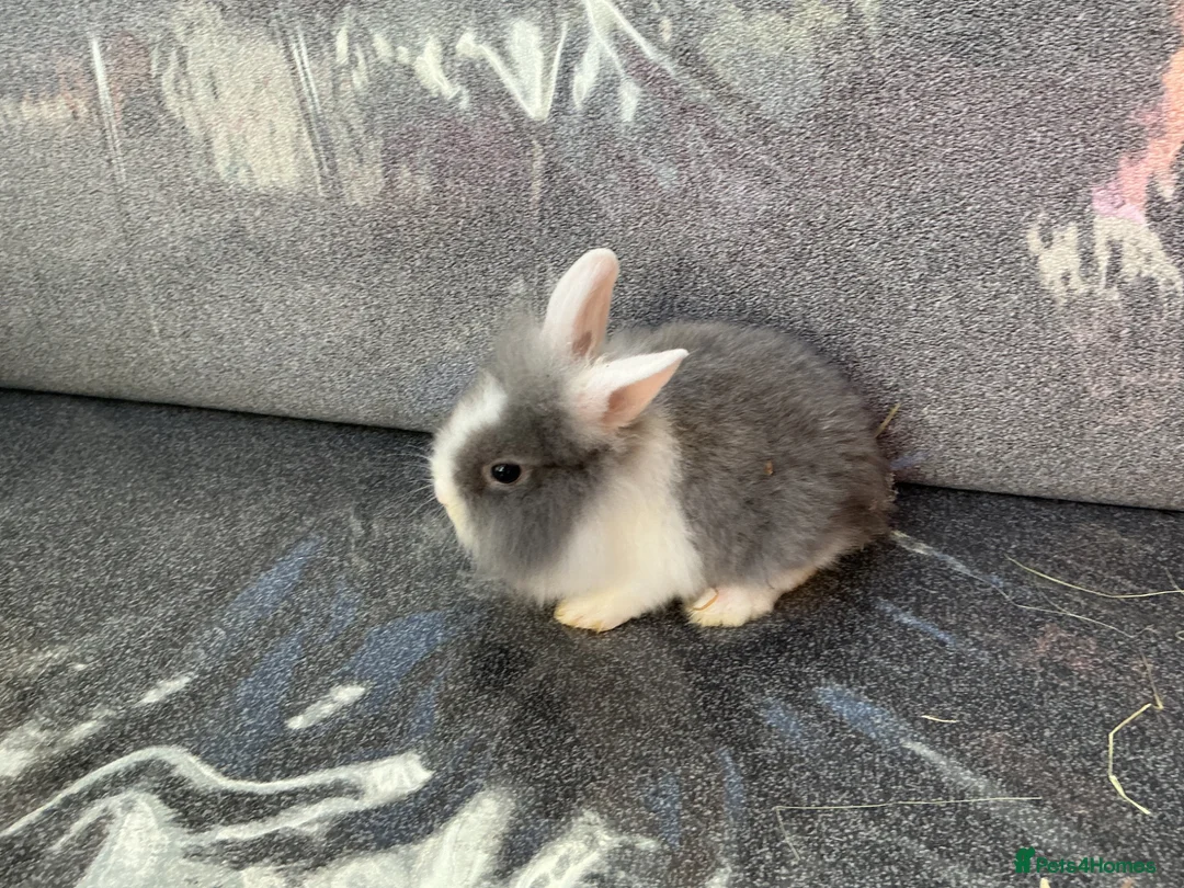 Lionhead rabbits for sale: Lionhead rabbit  in Tipton - Advert 1