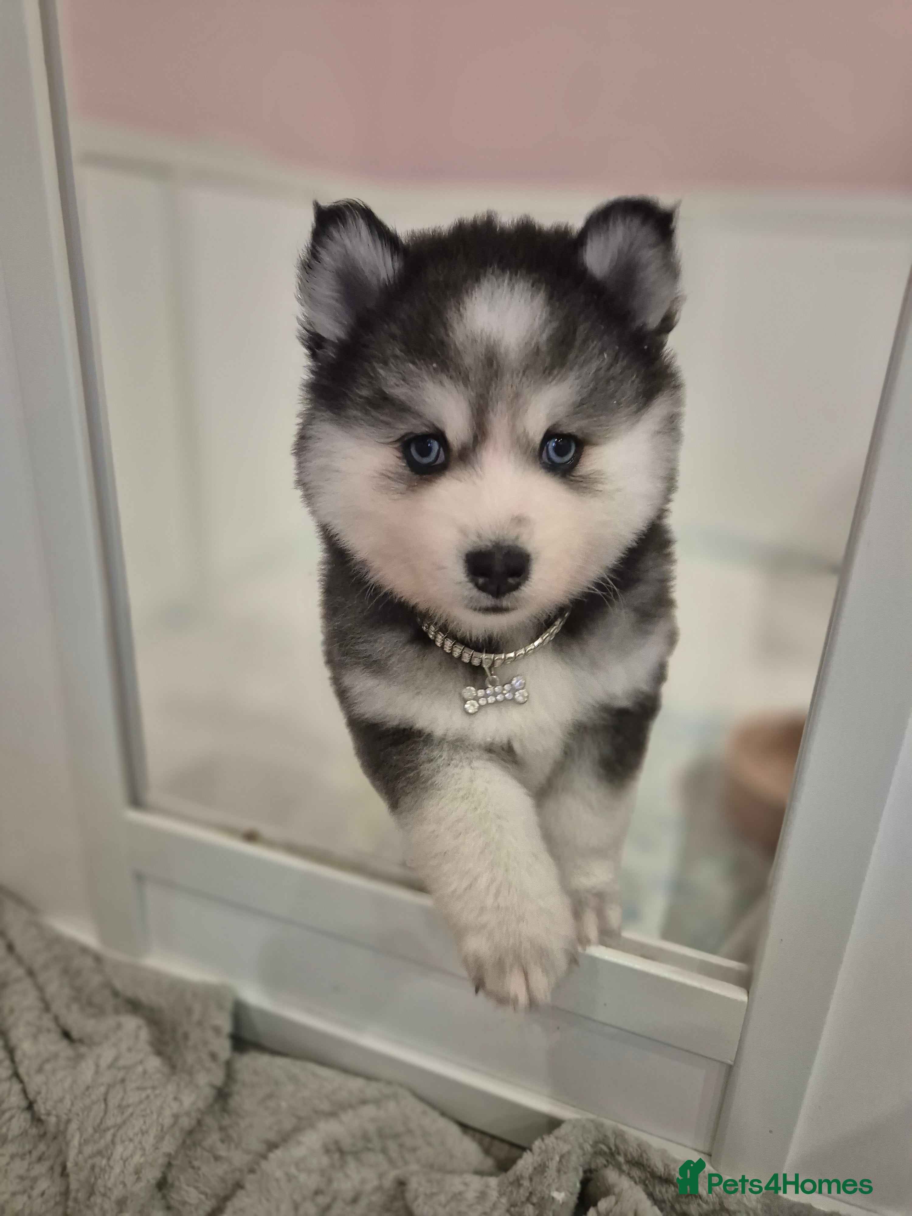 Pomsky dogs Perfect Blue eyed pomskys  - Advert 2