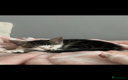 Mixed Breed cats for sale: 4 Beautiful Kitties For Sale  - Image 9