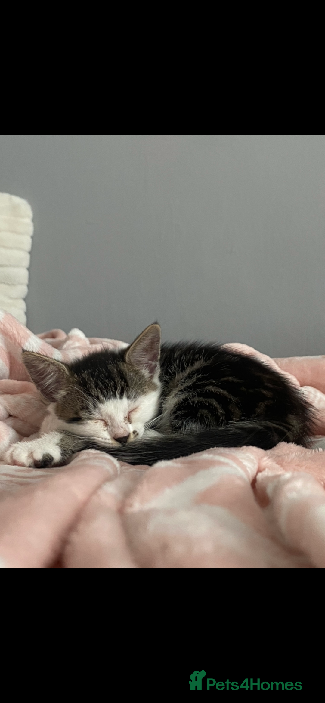 Mixed Breed cats for sale: 4 Beautiful Kitties For Sale  - Image 9