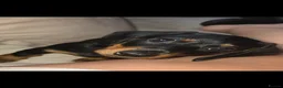 Miniature Dachshund dogs for sale: 3 BLACK AND TAN FEMALES  - Advert 4