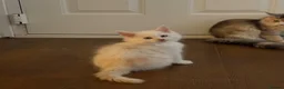 Maine Coon cats for sale: ✨🐾 MEET YOUR FUTURE MAINE COON COMPANION 🐾✨ - Advert 11