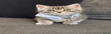 Male 