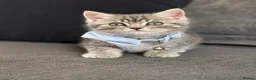 Mixed Breed cats for sale: Beautiful British Shorthair Cross Kittens 🐾 - Advert 11