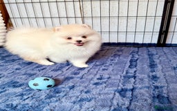 Pomeranian dogs for sale: 🐾✨ Rare White Extra Tiny Size Pomeranian Puppies  - Image 16