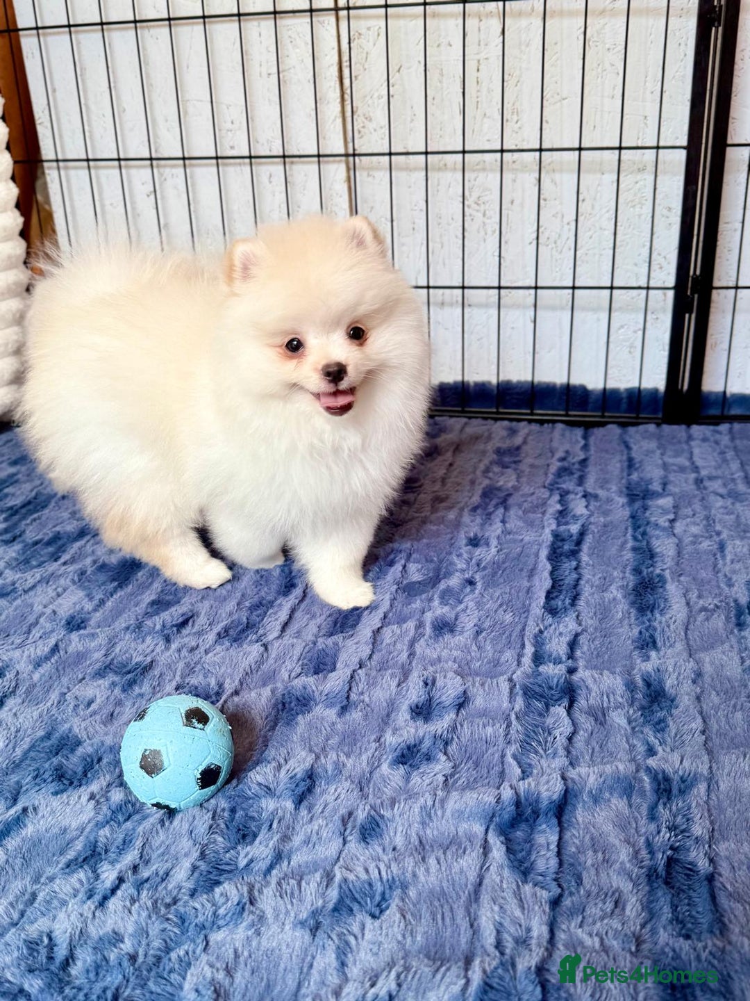 Pomeranian dogs for sale: 🐾✨ Rare White Extra Tiny Size Pomeranian Puppies  - Image 16