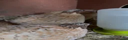 Quail poultry for sale: Jumbo male/female quails 9weeks goos sized birds  - Advert 7