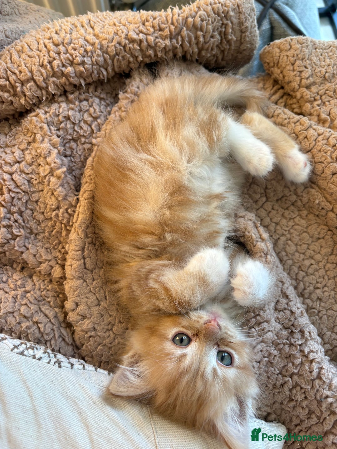 Mixed Breed cats for sale: Jude the Dude and Princess Peaches - Advert 11