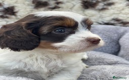 Cavapoo dogs for sale: Toy Cavapoo puppies  - Image 2