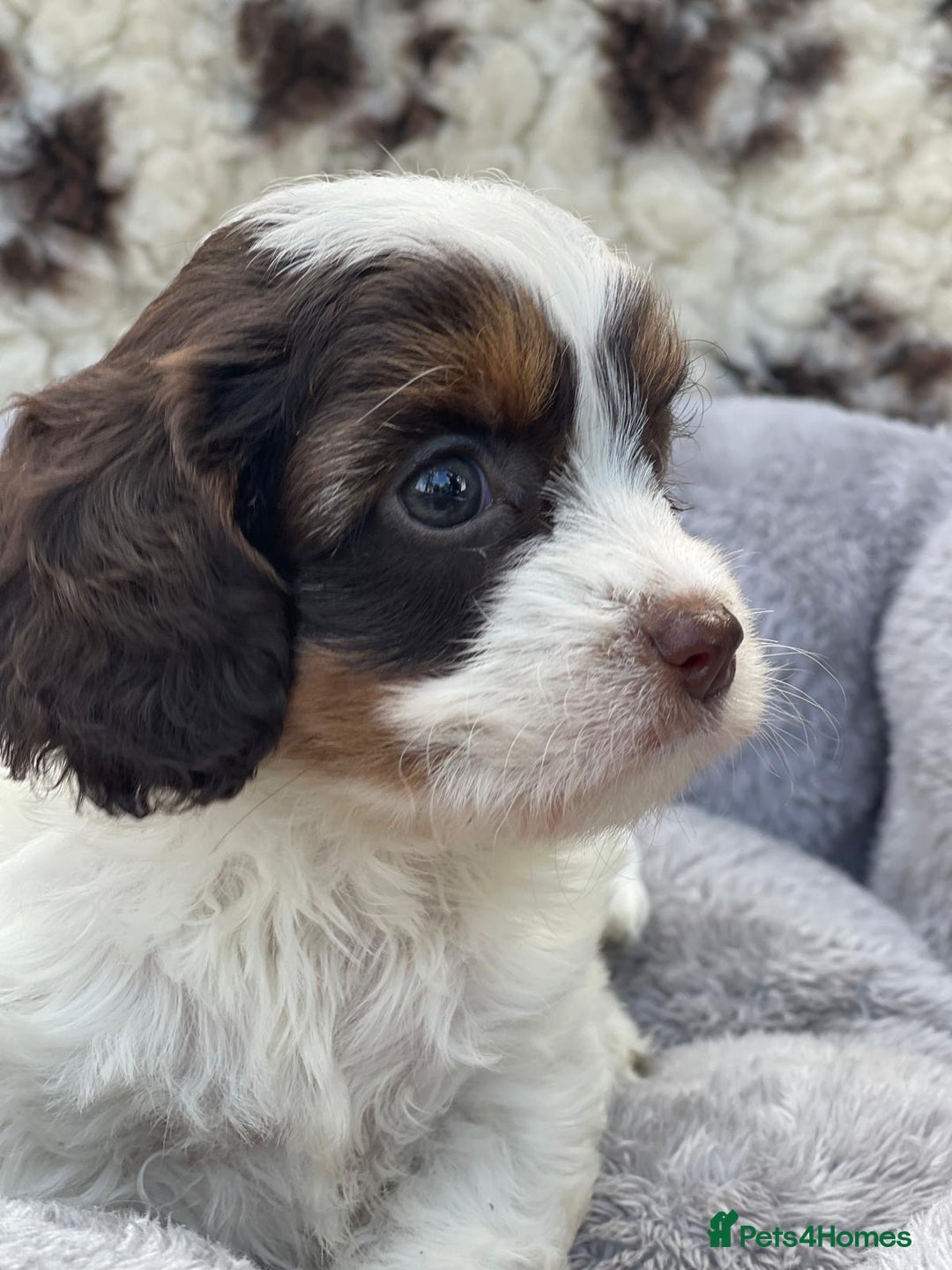 Cavapoo dogs for sale: Toy Cavapoo puppies  - Image 2