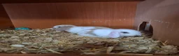 Mini Lop rabbits for sale: Mini lop bunnies  in Weston-super-Mare - Advert 4