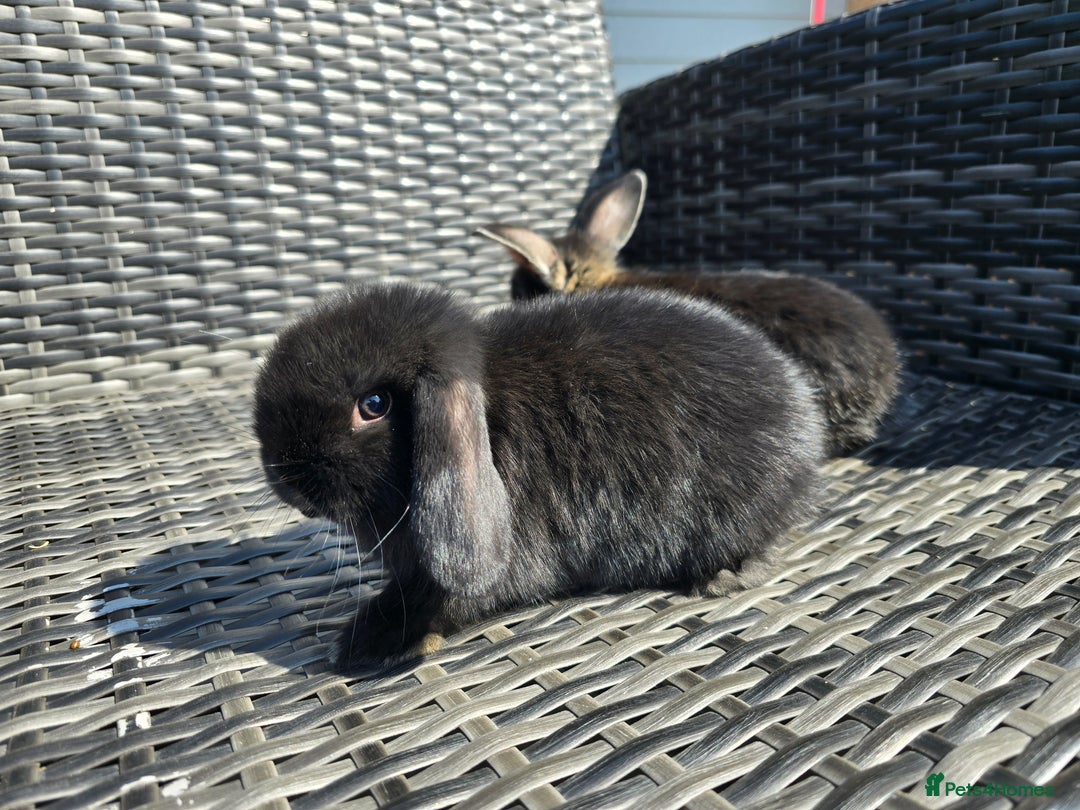 Mini Lop rabbits for sale: Cute Mini Lop Bunnies - Image 11